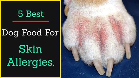 10 Best Food For Dogs With Skin Allergies: Say Goodbye To ...